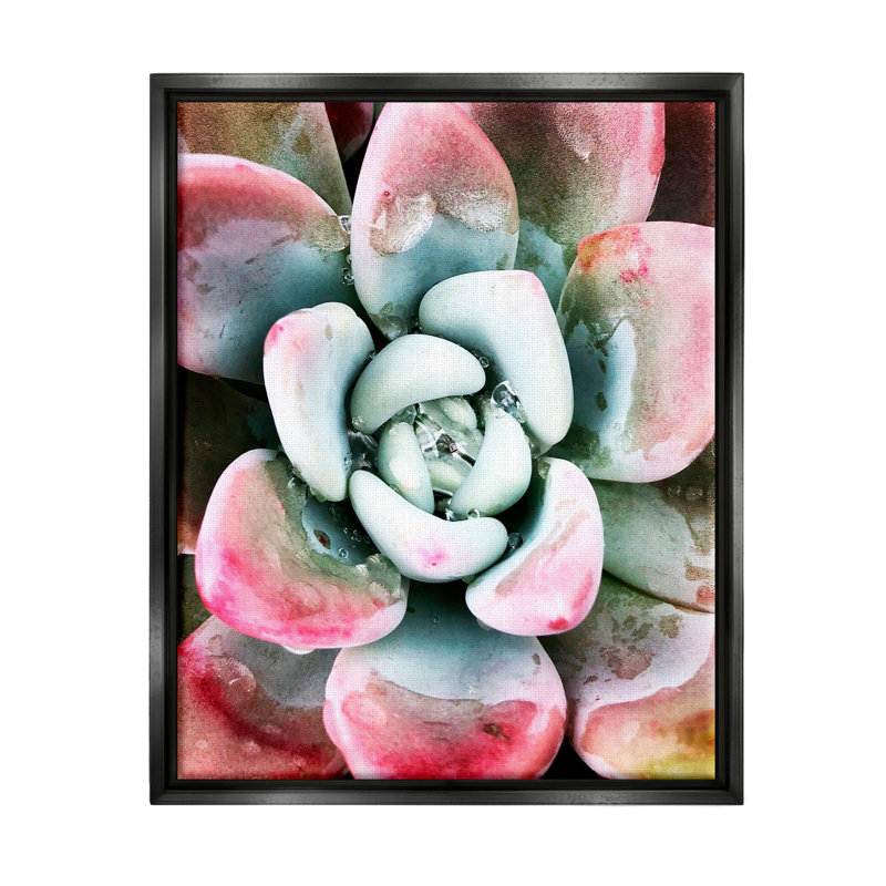 «Succulent Plant Rain Droplet» par Irena Orlov - Photographie à cadre flottant sur toile, H 31 po x l 25 po x P 1,7 po