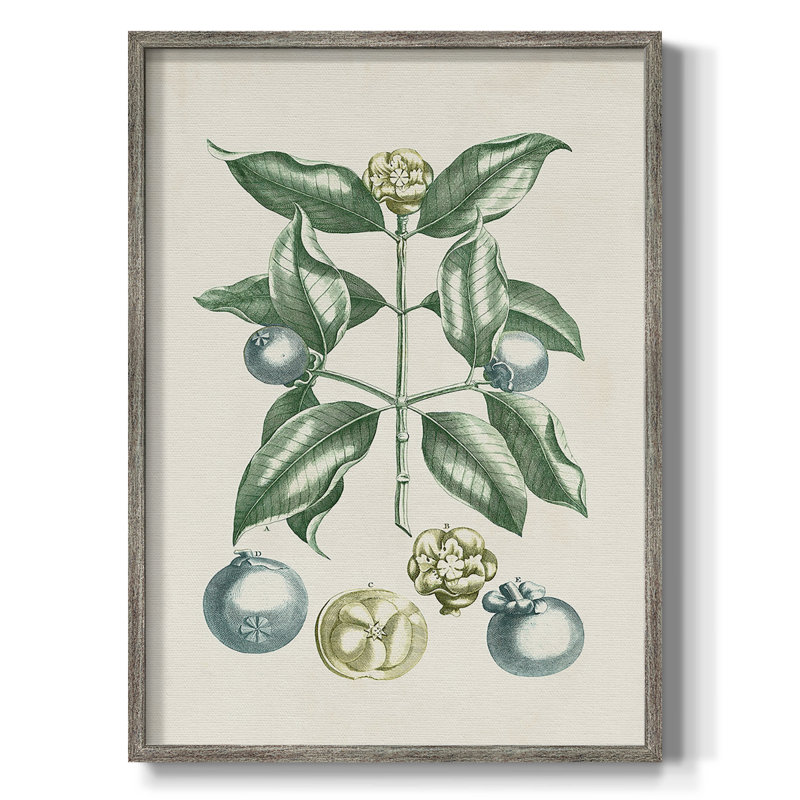 «Buchoz Tropicals VII», reproduction encadrée - bois massif, H 21 po x l 17 po