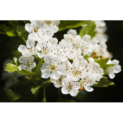 Hawthorn by Chris2766 - Wrapped Canvas Print
