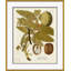 18th Century Botanical Engravings Giclee Print