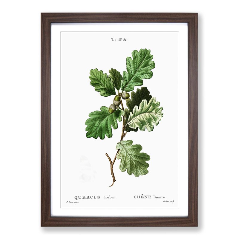 Oak Tree by Pierre-Joseph Redoute - Picture Frame Painting Print on MDF, Walnut Framed, 65cm H x 48cm W x 2cm D
