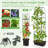 Preethy Planter Box