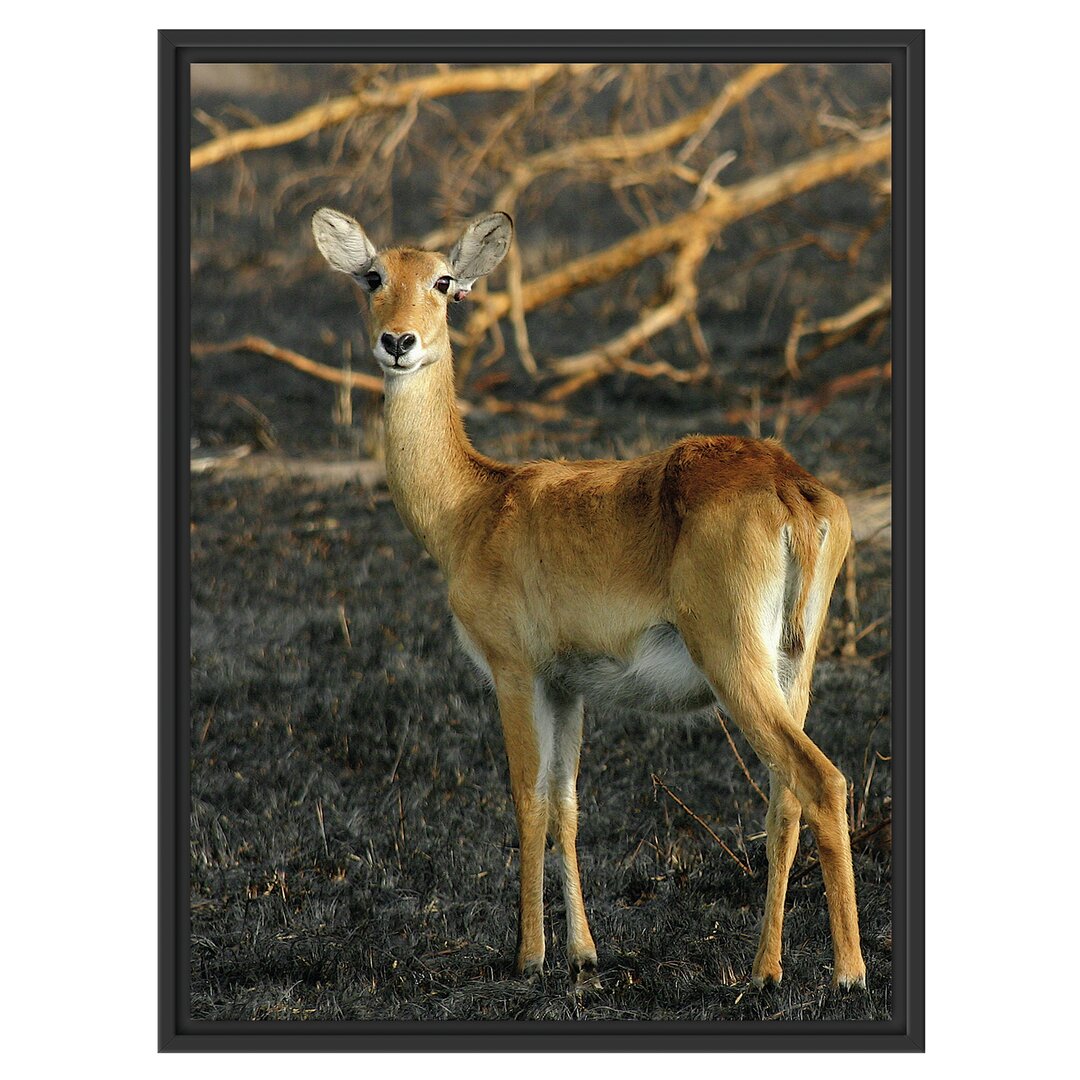 Gerahmtes Wandbild Female Gazelle with Cub