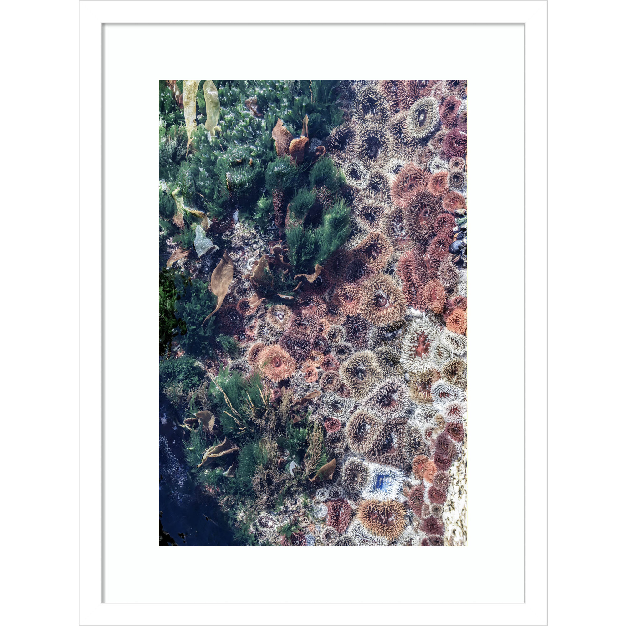 Ocean Curiosities by Shot by Clint Wood Framed Wall Art Print, White, 21" H x 16" W