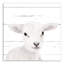 « baby agneau », art sur toile