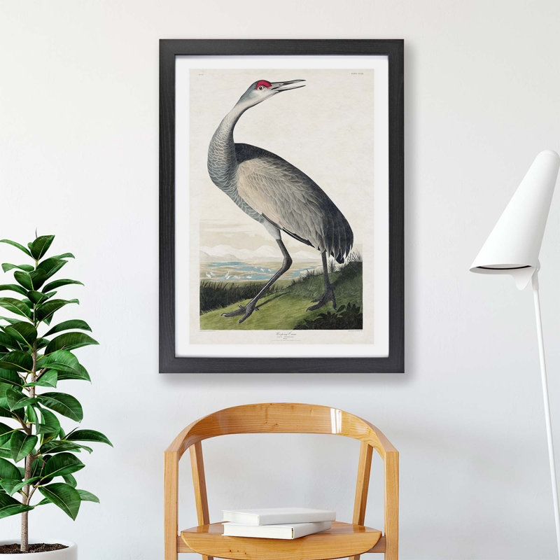 Hooping Crane by John Audubon - Single Picture Frame Painting, Black, 45cm H x 63cm W x 2cm D