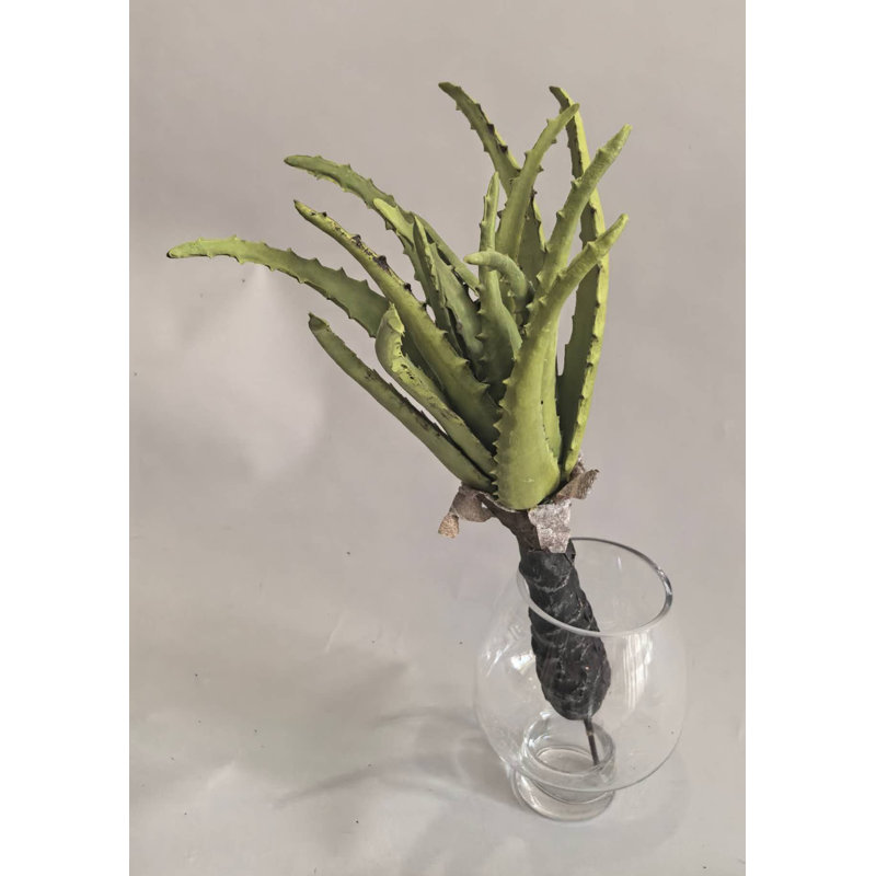 PLANTE D'AGAVE 17''