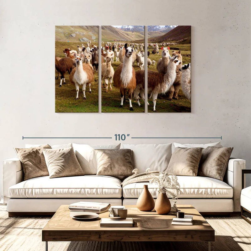 Brampt Peruvian Alpacas And Llamas, 48" H x 74" W