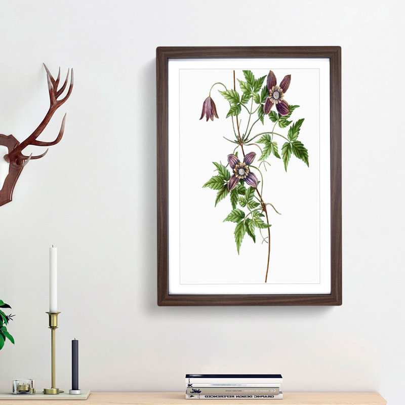 Alpine Clematis Flowers by Pierre-Joseph Redoute - Single Picture Frame Painting, Walnut Framed, 63cm H x 45cm W x 2cm D