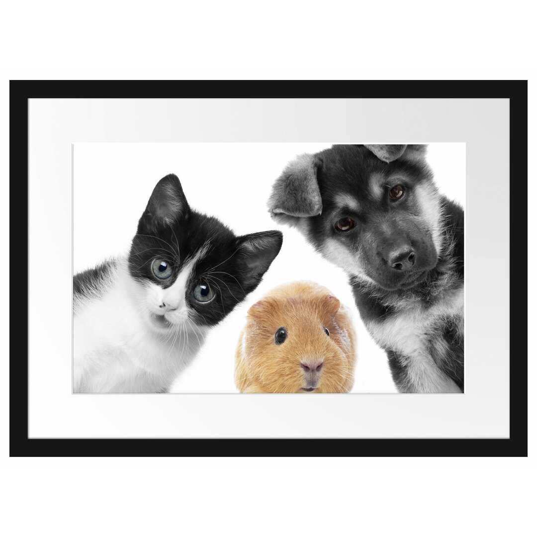 Gerahmtes Poster Trio Hund Katze Meerschweinchen