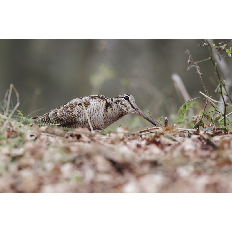 Woodcock by MikeLane45 - Wrapped Canvas Print, 30cm H x 46cm W
