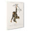 Chimpanzee by Charles D Orbigny - Wrapped Canvas-55371481