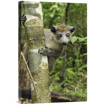 " Crowned Lemur Female "