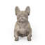 Statue de jardin bouledogue français Ohara-1091907836