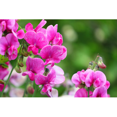 Pink Sweetpea by Chuvipro