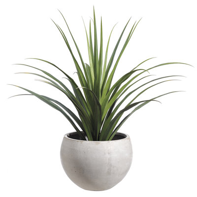 Dracena (plâtre à ciment) GR