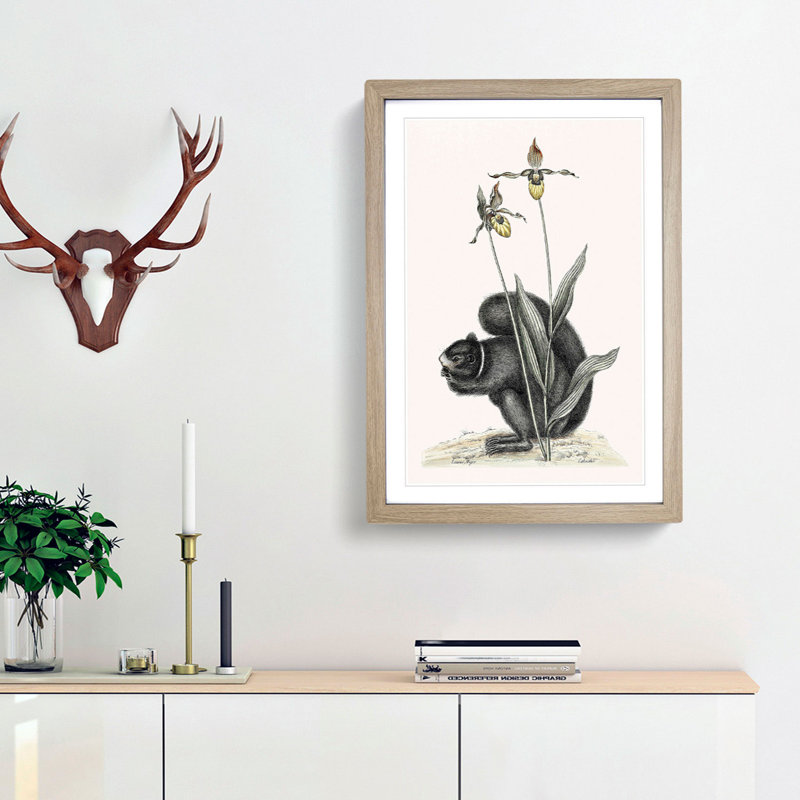 Black Squirrel by Mark Catesby - Picture Frame Painting Print, 65cm H x 48cm W x 2cm D, Oak Framed