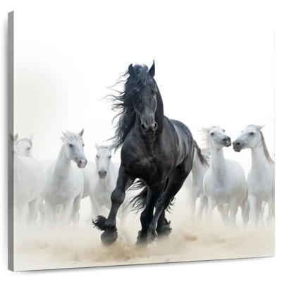 Brampt noir parmi les chevaux blancs