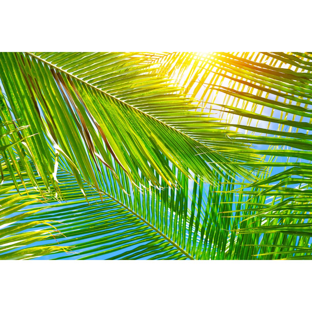 Leinwandbild Fresh Palm Leaves Background von Anna Om