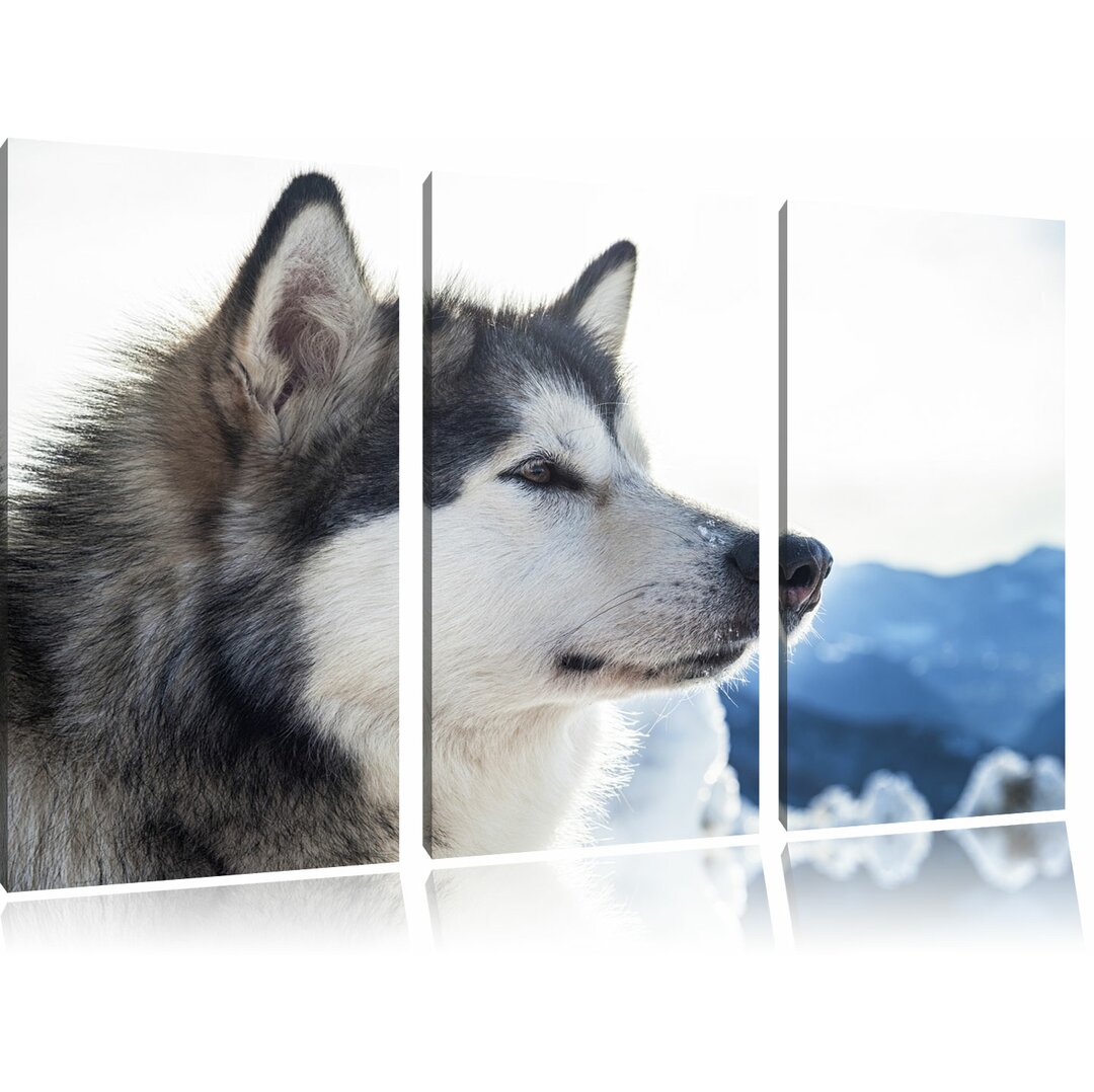 3-tlg. Leinwandbilder-Set „Süßer Husky im Schnee“, Fotodruck