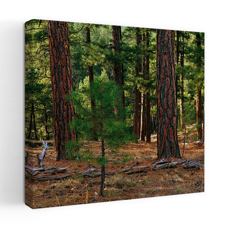 Petit arbre poussant dans la forêt de pins de Ponderosa, forêt nationale de Kaibab, Arizona, États-Unis Abstrait, pin contemporain, forêt, art naturel