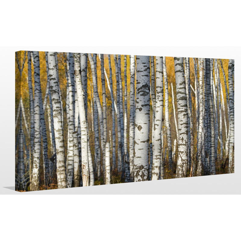 « bouleau trees », reproduction de photo sur toile tendue, H 18 po x l 30 po x P 1 po
