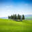 Group of Cypress Trees by Pepelaguarda-2120321916