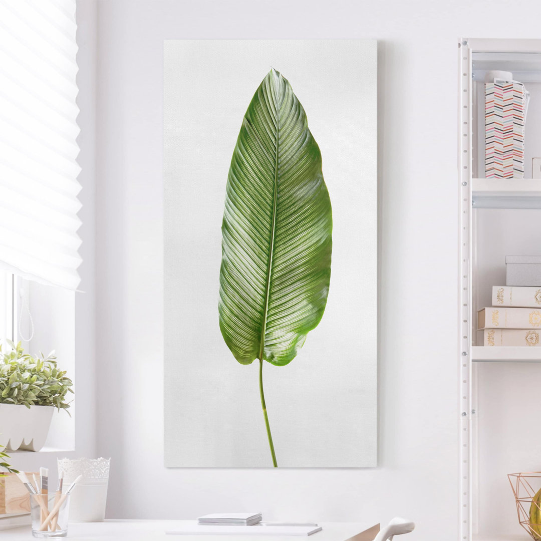 Leinwandbild Blatt Ornata-Calathea