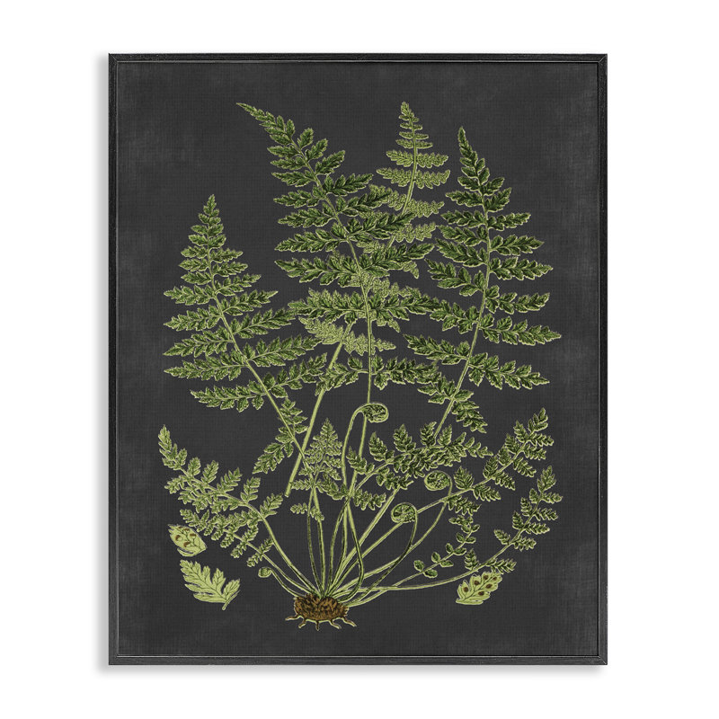 «Botanical Dessin Green Black Design», impression, Giclée encadrée noir minuit, H 14 po x l 11 po