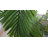 Panama Artificial 68" Palm Tree in Planter