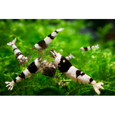 Photographie de crevettes noires sur toile Derrie