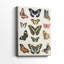 Flutterbys I -Gallery Wraraped Cavas-524413422