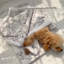 Couvertures pour chiens