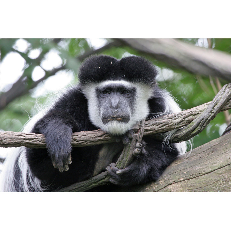 Colobe Monkey par Rbbrdckybk - Photographie sur toile tendue, H 24 po x l 36 po