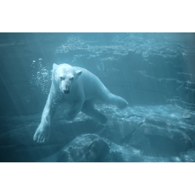 Ours polaire nageant sous l'eau par Spxchrome, H 32 po x l 48 po