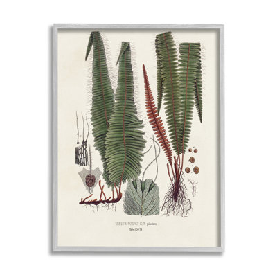 Az-400-Framed " Fern Latin Study "