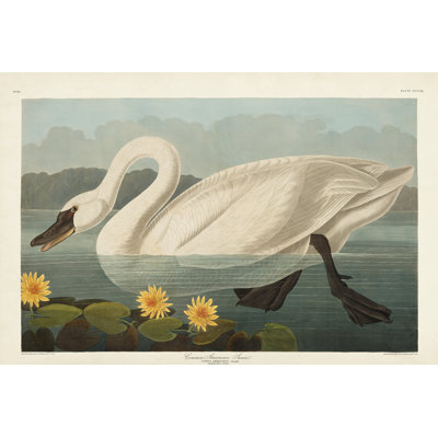 Pl 411 cygne d'Amérique