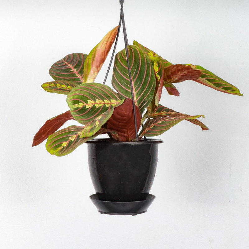 Live Red Prayer Plant in Black Hanging Pot
