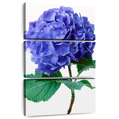 Fleurs d'hortensia bleu Harnek