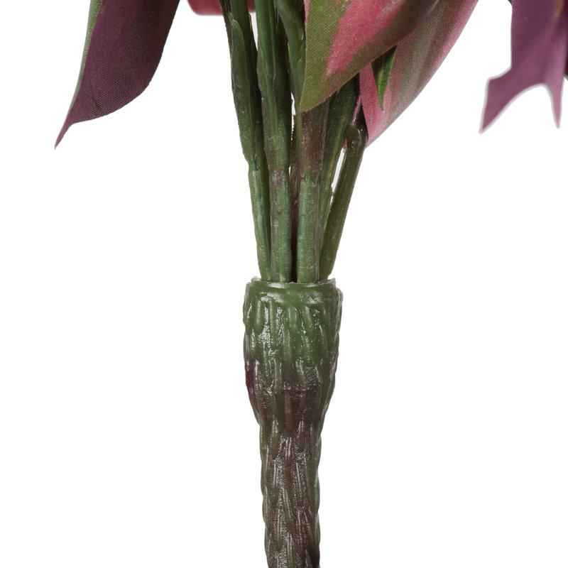 Hijinio plante traînante avec feuilles panachées en vert et mauve