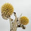 Bundle of 4 Dried Preserved Ageratum Blue Planet Flower Bouquet 21"