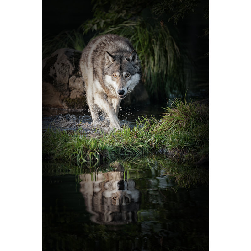 Intimidant loup gris dans le nord du Minnesota par Jimkruger, H 18 po x l 12 po