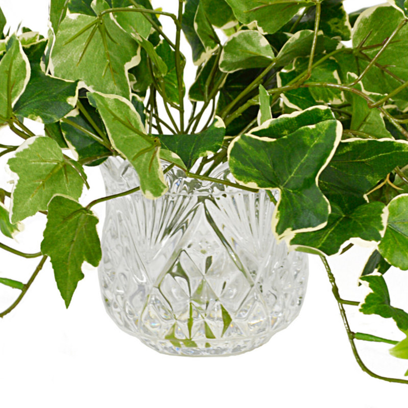 Variegated Ivy Vase