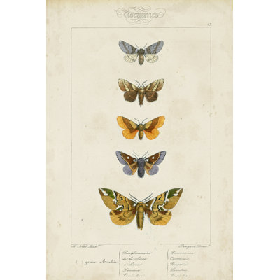 Pauquet Butterflies IV - Wrapped Canvas Print