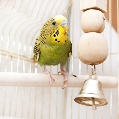 Domestic Budgie - Wrapped Canvas Print
