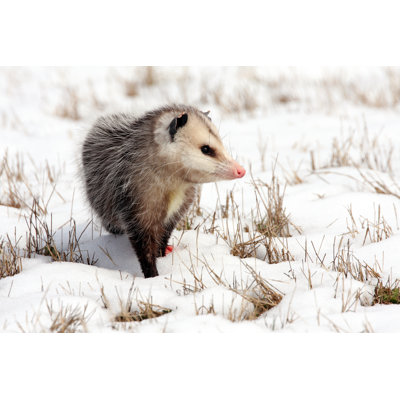 Opossum dans la neige par Jcrader