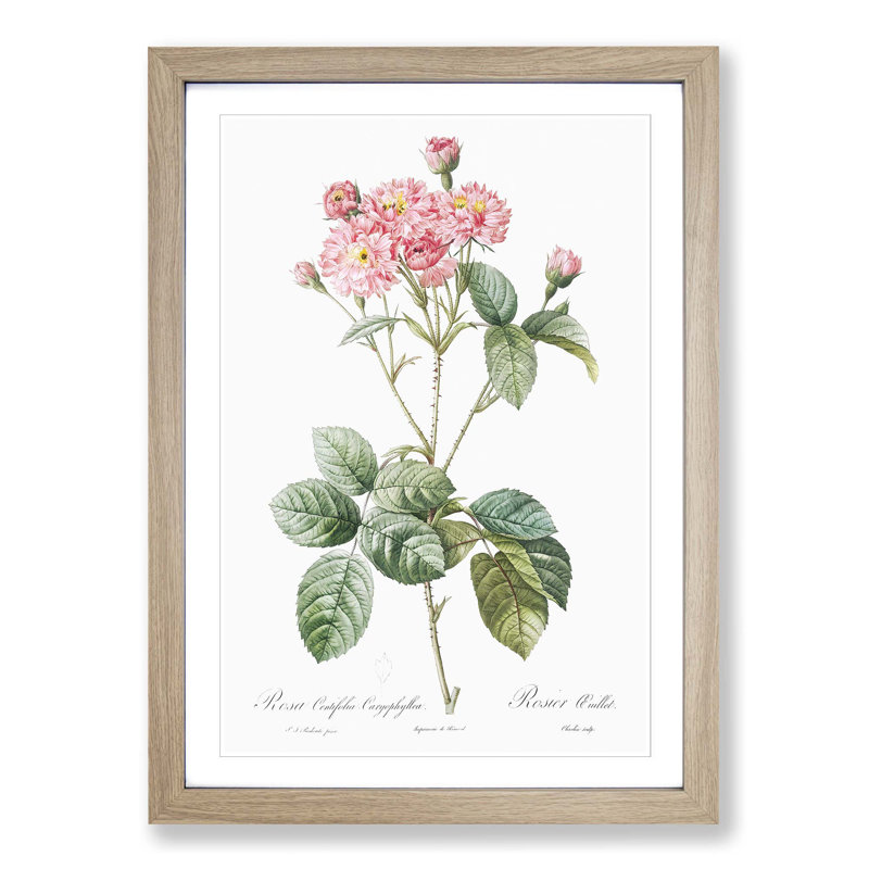 Cabbage Rose in Pink by Pierre-Joseph Redoute - Picture Frame Art Print, Oak Framed, 48cm H x 36cm W x 2cm D