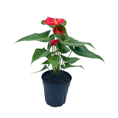 Anthurium Red 6 Inch Pot Huge