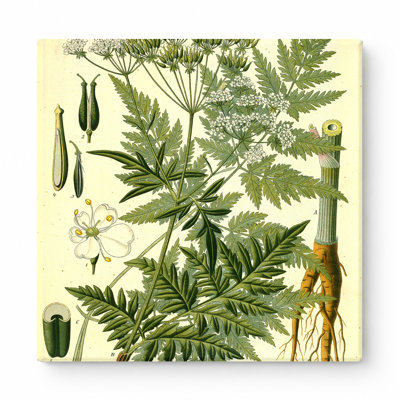 Anthriscus sylvestris