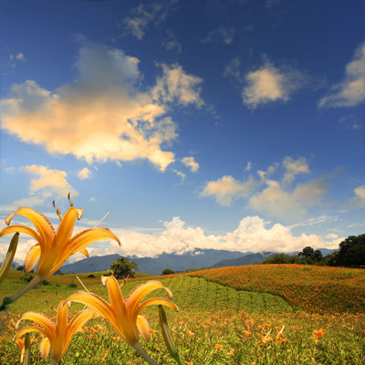 Daylily Flower par Nicholashan - Photographie sur toile tendue